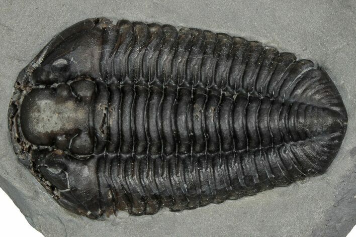 Calymene Niagarensis Trilobite Fossil - New York #357092